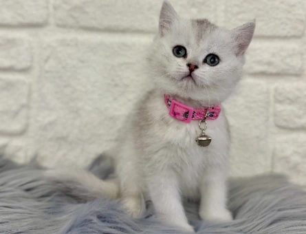 British shorthair Silver Dişi 2 Aylık