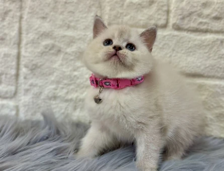 British Shorthair Bluepoint Dişi 2 Aylık