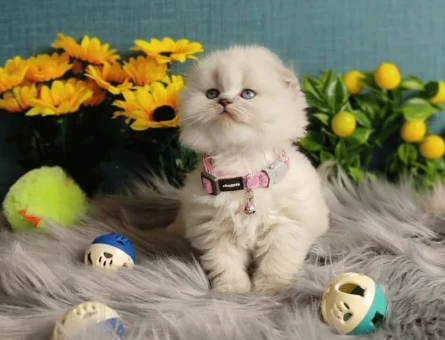 Muhteşem Güzellikte British ve Scottish Blue Point Yavrularımız