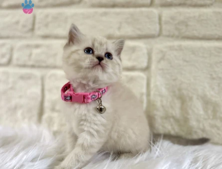 British Shorthair Point 2 Aylık Dişi