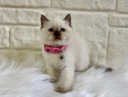 British Shorthair Çikolata Point Dişi