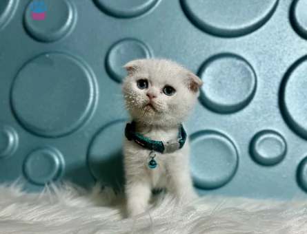 Scottish Fold Beyaz 2 Aylık