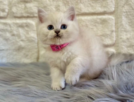 British Shorthair Point Dişi 2 Aylık