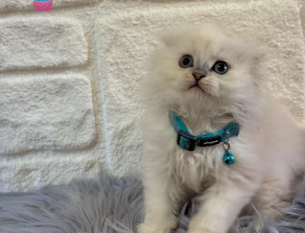Scottish Fold Longhair Erkek 2 Aylık