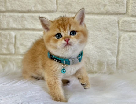 British Shorthair Golden Erkek Ny12 Topaç Kafa