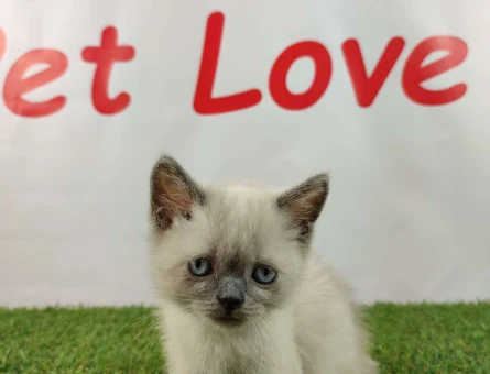 Muhteşem Safkan Blue Point British Shorthair Yavrularımız