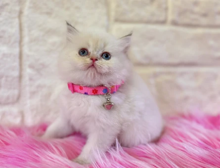 British Longhair Beyaz 2 Aylık Güzellikler