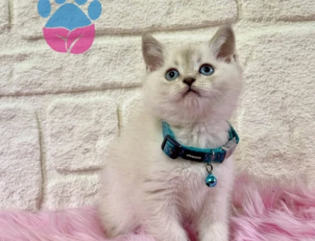 British shorthair Bluepoint Erkek 2 Aylık