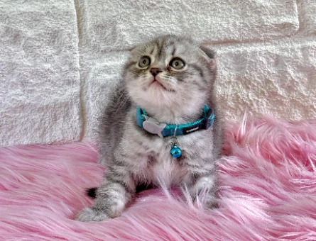 Scottish Fold Tabby 2 Aylık Erkek