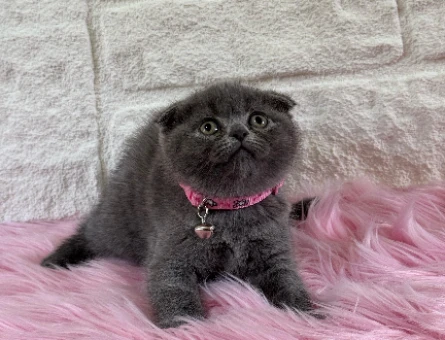 Scottish Fold 2 Aylık Dişi Topaç Kafa
