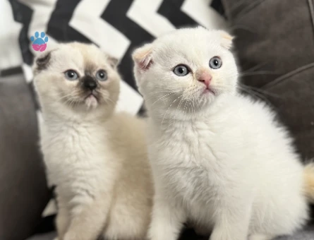 Scottish bebeklerimize yuva arıyoruz