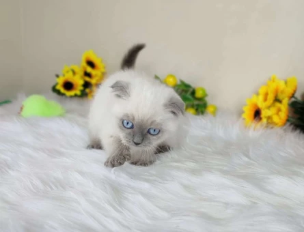 Safkan Scottish Fold Point Yavru Kedi
