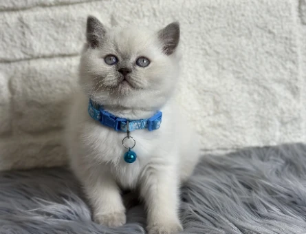 British Shorthair Bluepoint Erkek 2 Aylık