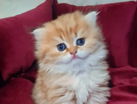 MUHTEŞEM KALİTE GOLDEN BRİTİSH BEBEKLERİM