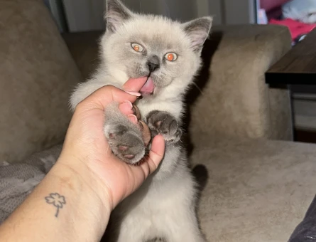 2 aylık british shorthair point dişi-erkek kediler