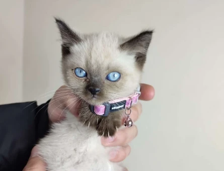 British Shorthair Chocolate Point Yavru Kedi