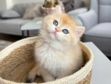 British shorthair 2 Aylık Golden Dişi