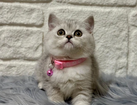 British Shorthair Silver 2 Aylık Dişi Yavrumuz