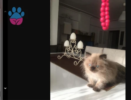 Duygularınızı değiştirecek bebislerim yeni ailelerini bekliyo