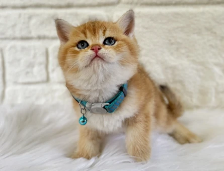 British Shorthair Golden 2 Aylık