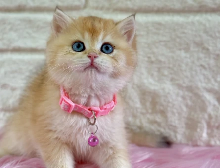 British Shorthair Golden Dişi 2 Aylık Topaç Kafa