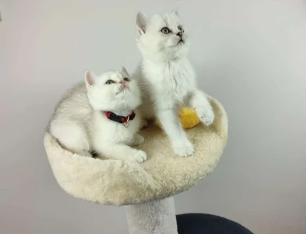 British shorthair Silver Shaded Ns11 Dişi Yavru