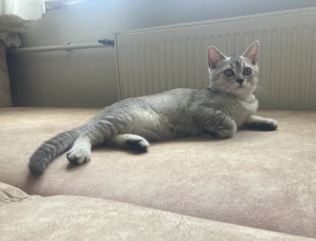 Scottish Straight 5 Aylık 2 Erkek Yavru ücretsiz