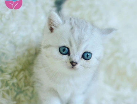 Full Şecereli British Shorthair Ns11 Yavrularımız
