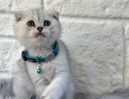 Scottish Fold Topaç Kafa Silver Erkek