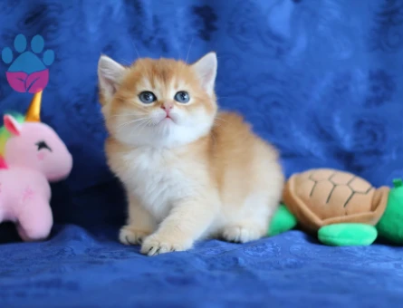 British Shorthair Golden Muhteşem Güzellikte Dişi Yavrumuz