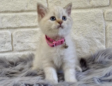 British Shorthair Point 2 Aylık Dişi