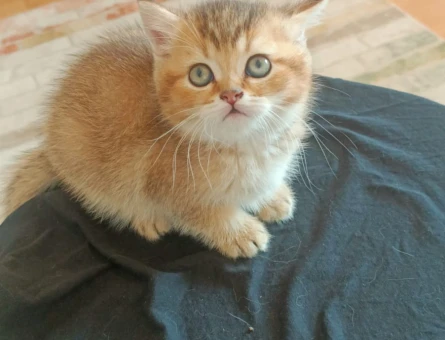 Şirin scotish akıllı bıdık brisitih hala sahiplerini Şartları görüşülecektir