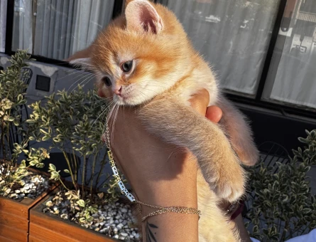 British Shorthair Sarı Yavru