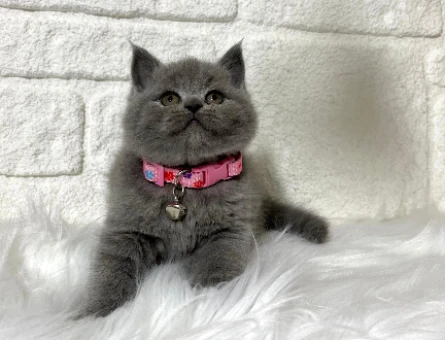 British Shorthair Gri Dişi Topaç Kafa
