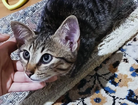 TEKİR 1 kız 1 erkek acildir