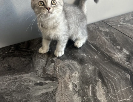 2 aylık British yavru