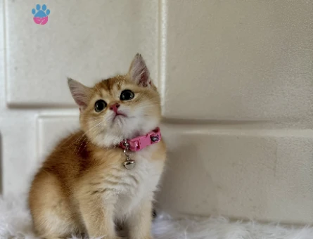 British Shorthair Golden Minik Bir Altın Parçası