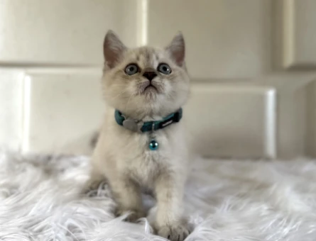 British Shorthair Masmavi Gözlü Yakışıklımız Yuva Arıyor