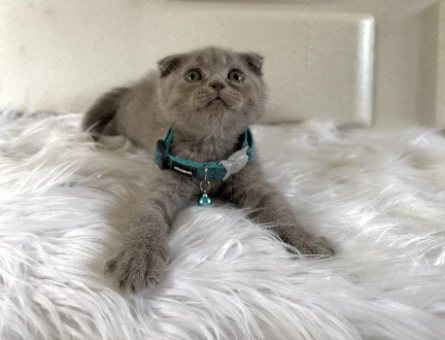 Minik Fındığımız Scottish Fold Lilac Erkek