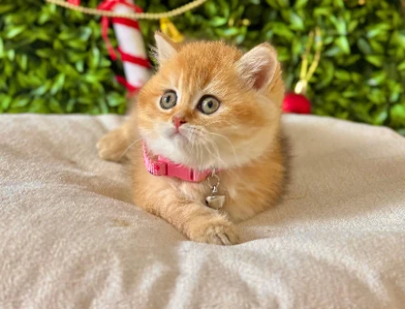 British Shorthair Golden Prenses Yuva Arıyor