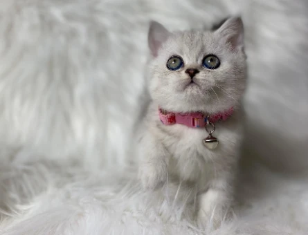 British Shorthair Silver Dişi 2 Aylık