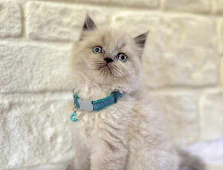 British Longhair Erkek 2 Aylık