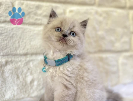 British Longhair Erkek 2 Aylık
