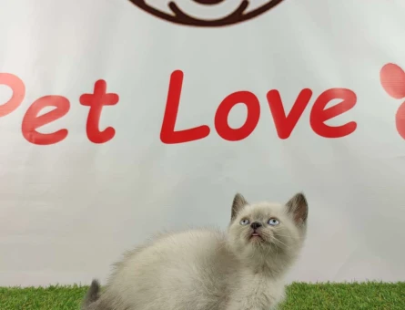 Muhteşem Safkan Blue Point British Shorthair Yavrularımız