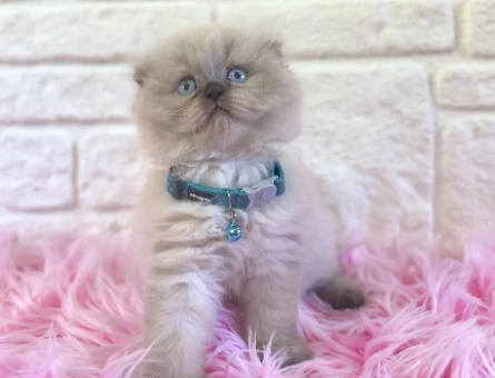 Scottish Longhair Topaç Erkek Yuva Arıyor