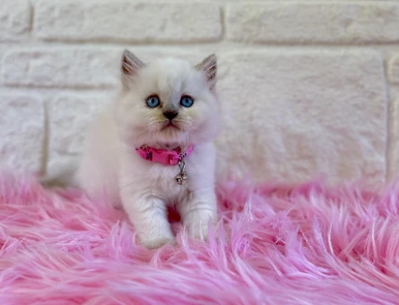 Masalsı Güzellik British Longhair Kar Beyazı
