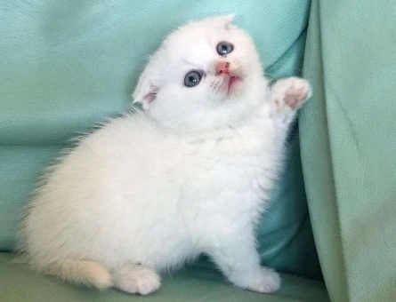 ORJİNAL SCOTTİSH FOLD RED POİNT YAVRULAR