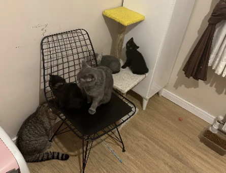 🐾 2,5 Aylık British Shorthair 2 Siyah Yavru – Yeni Yuvasını Arıyor