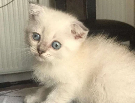 LYNX POİNT SCOTTİSH FOLD