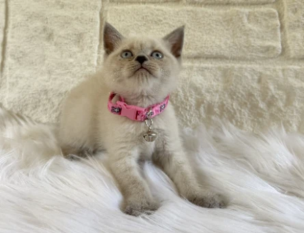 2 Aylık British Shorthair Bluepoint